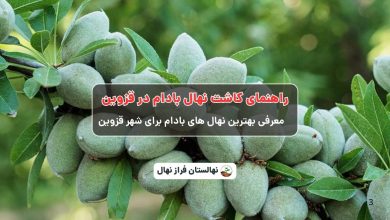 راهنمای خرید و کاشت نهال بادام در قزوین