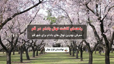 راهنمای خرید و کاشت نهال بادام در قم