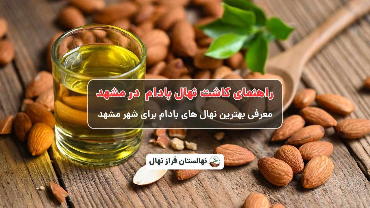 راهنمای خرید و کاشت نهال بادام در مشهد