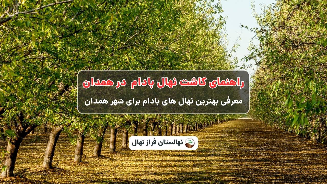 راهنمای خرید و کاشت نهال بادام در همدان