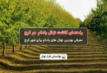 راهنمای خرید و کاشت نهال بادام در کرج