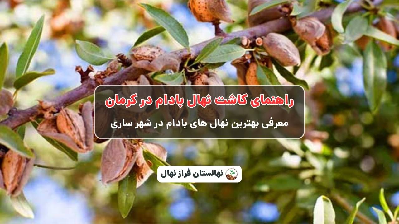 راهنمای خرید و کاشت نهال بادام در کرمان