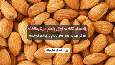 راهنمای خرید و کاشت نهال بادام در کرمانشاه