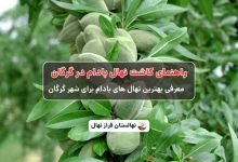 راهنمای خرید و کاشت نهال بادام در گرگان