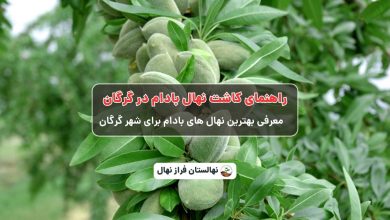 راهنمای خرید و کاشت نهال بادام در گرگان