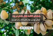 راهنمای خرید و کاشت نهال بادام در یزد