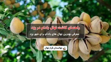 راهنمای خرید و کاشت نهال بادام در یزد