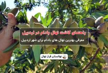 راهنمای خرید و کاشت نهال بادام دراردبیل