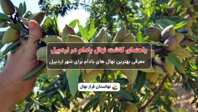 راهنمای خرید و کاشت نهال بادام دراردبیل