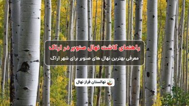 راهنمای خرید و کاشت نهال صنوبر در اراک