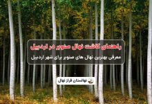 راهنمای خرید و کاشت نهال صنوبر در اردبیل