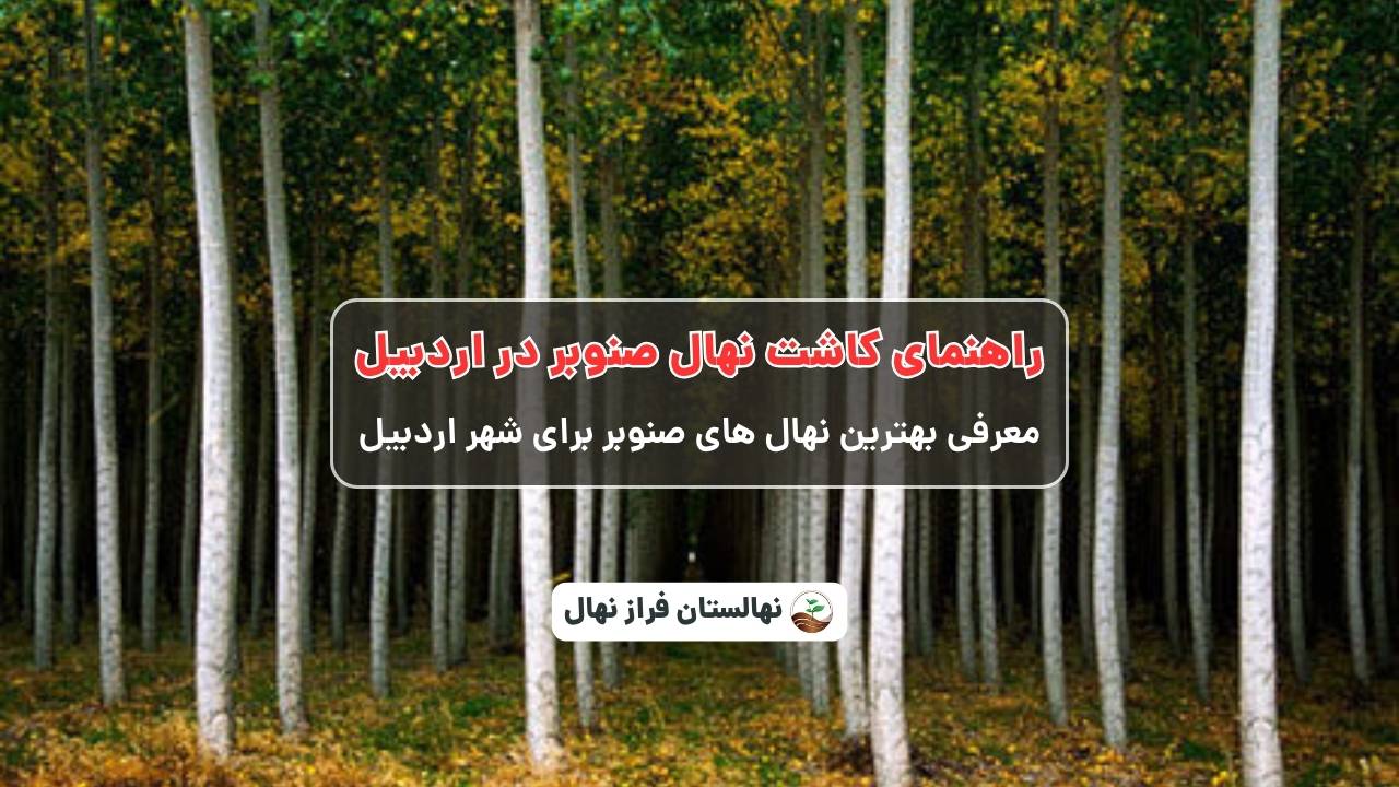 راهنمای خرید و کاشت نهال صنوبر در اردبیل