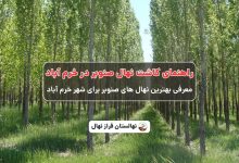 راهنمای خرید و کاشت نهال صنوبر در خرم آباد