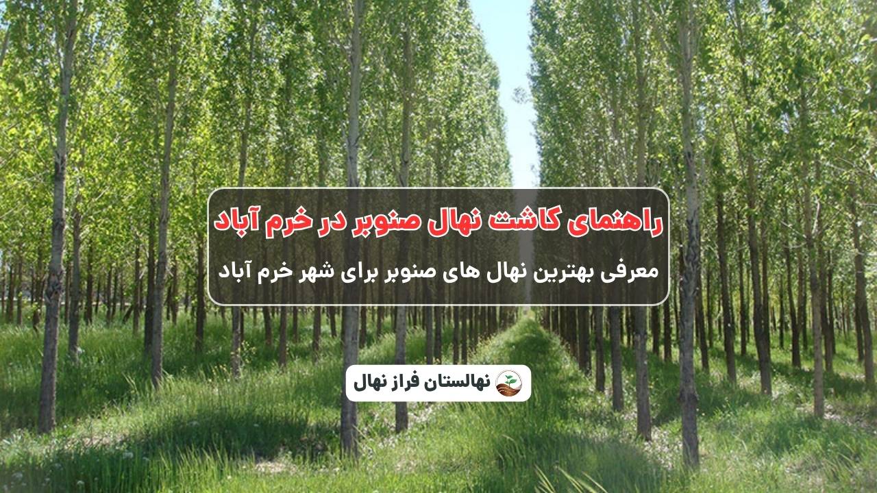 راهنمای خرید و کاشت نهال صنوبر در خرم آباد