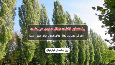 راهنمای خرید و کاشت نهال صنوبر در رشت