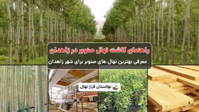 راهنمای خرید و کاشت نهال صنوبر در زاهدان