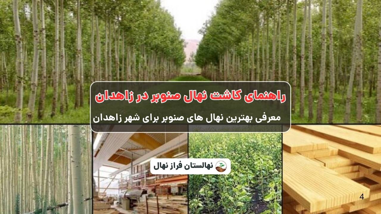 راهنمای خرید و کاشت نهال صنوبر در زاهدان