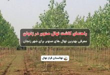 راهنمای خرید و کاشت نهال صنوبر در زنجان