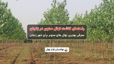 راهنمای خرید و کاشت نهال صنوبر در زنجان