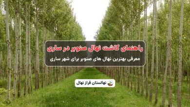 راهنمای خرید و کاشت نهال صنوبر در ساری