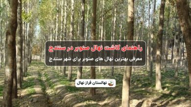 راهنمای خرید و کاشت نهال صنوبر در سنندج