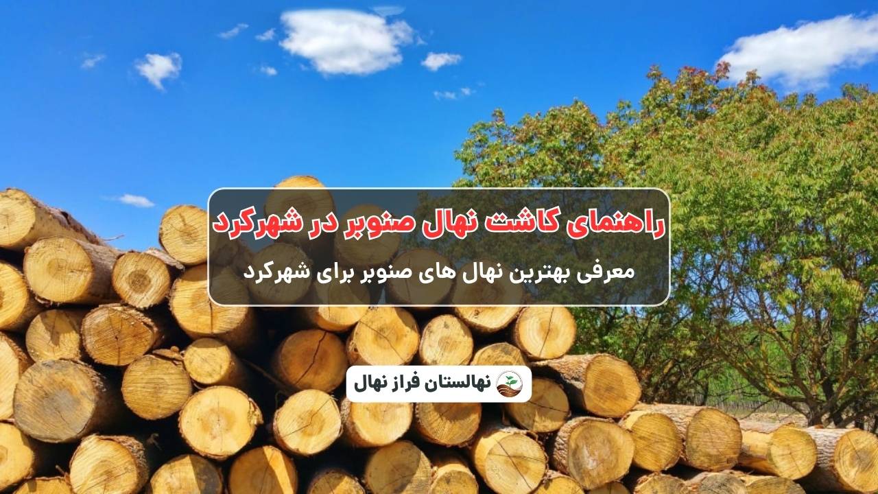 راهنمای خرید و کاشت نهال صنوبر در شهر کرد