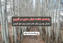 راهنمای خرید و کاشت نهال صنوبر در قزوین