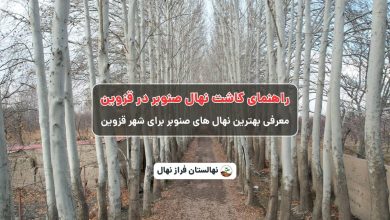 راهنمای خرید و کاشت نهال صنوبر در قزوین