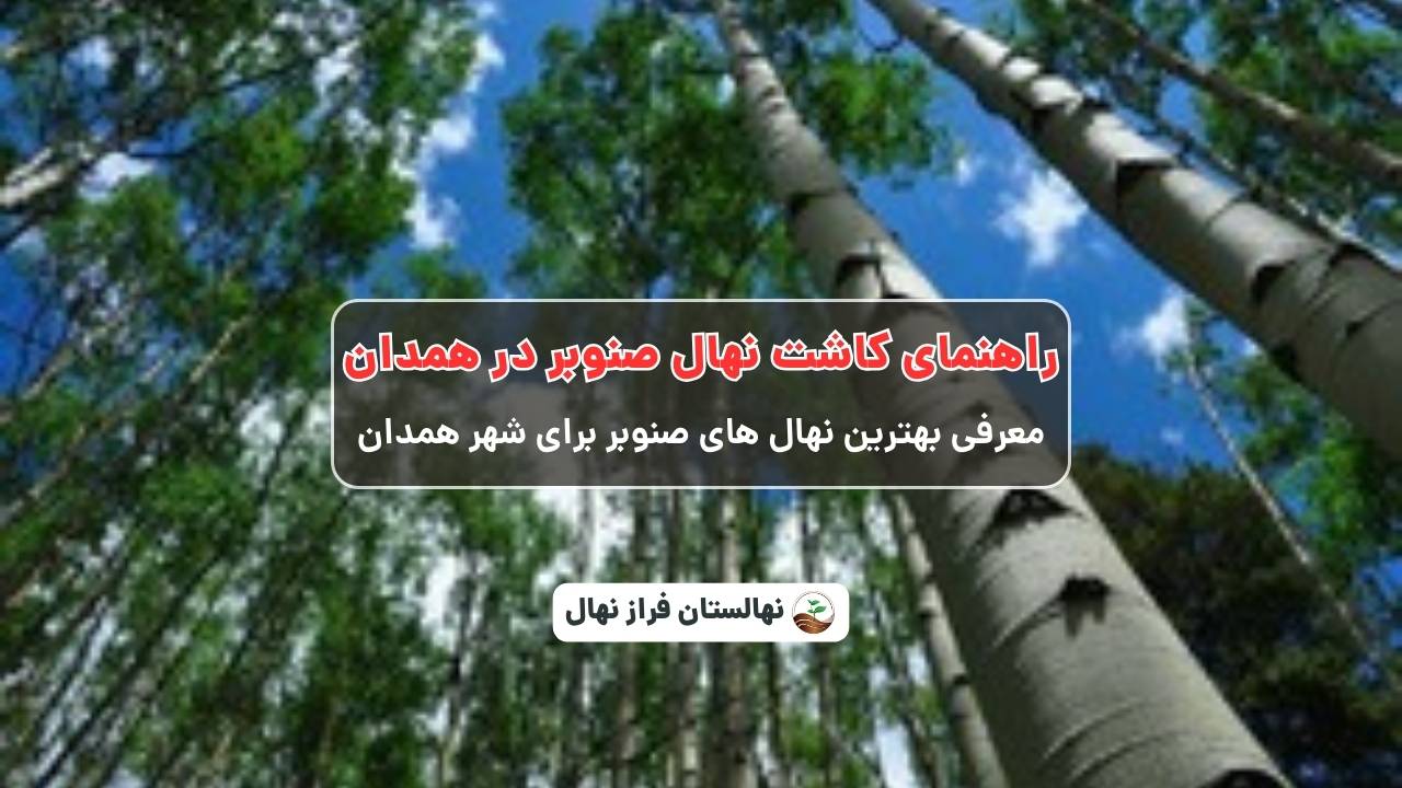 راهنمای خرید و کاشت نهال صنوبر در همدان