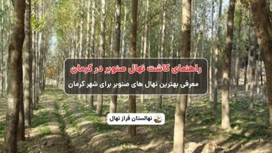 راهنمای خرید و کاشت نهال صنوبر در کرمان