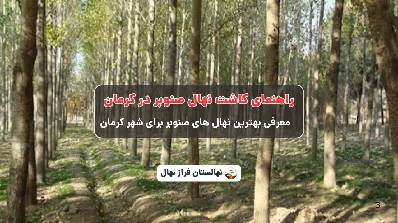 راهنمای خرید و کاشت نهال صنوبر در کرمان