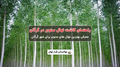 راهنمای خرید و کاشت نهال صنوبر در گرگان