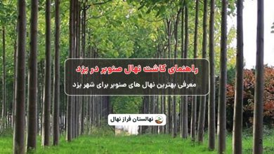 راهنمای خرید و کاشت نهال صنوبر در یزد