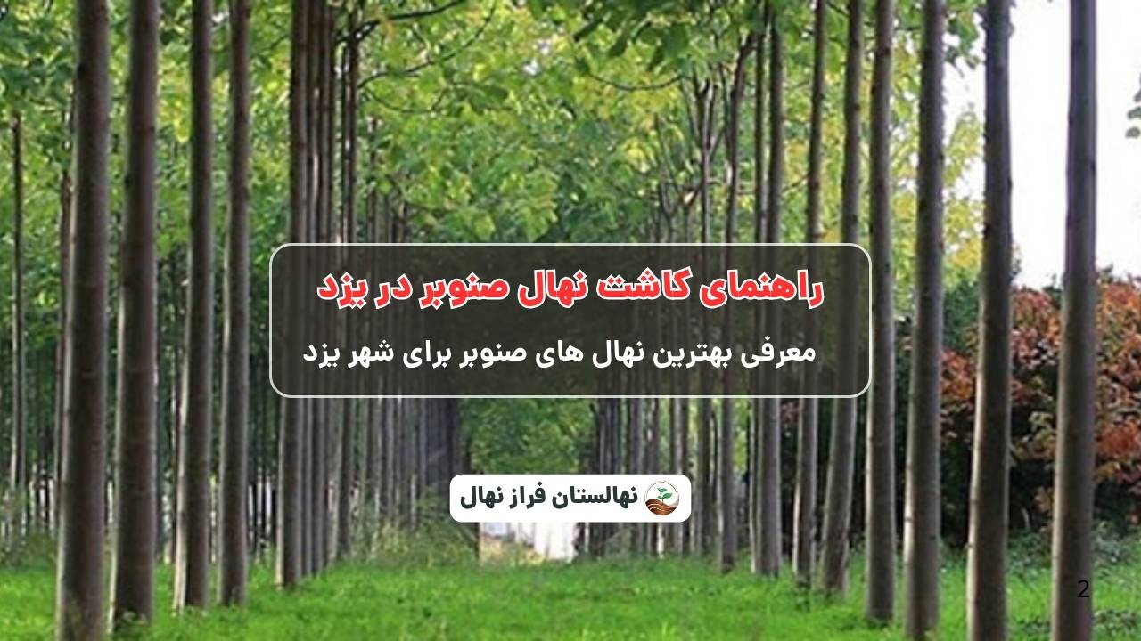 راهنمای خرید و کاشت نهال صنوبر در یزد