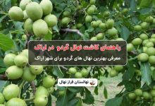 راهنمای خرید و کاشت نهال گردو در اراک