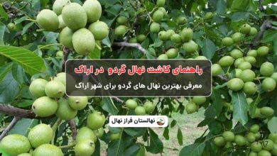 راهنمای خرید و کاشت نهال گردو در اراک