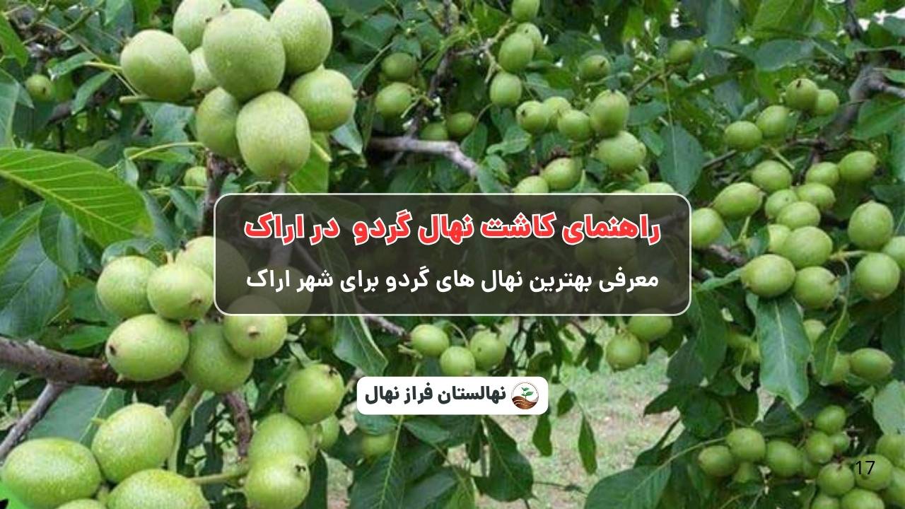 راهنمای خرید و کاشت نهال گردو در اراک