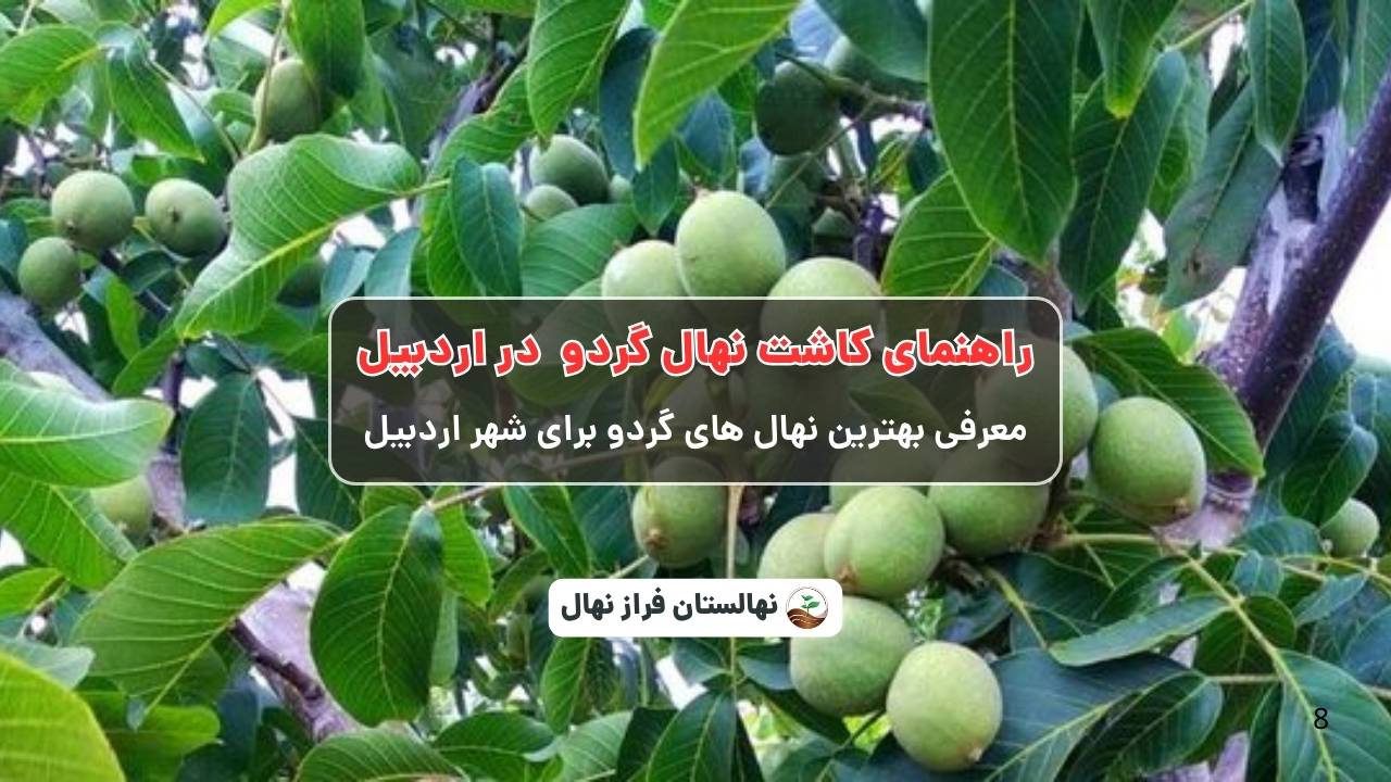 راهنمای خرید و کاشت نهال گردو در اردبیل