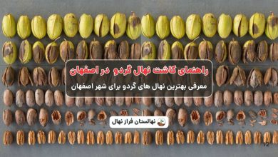 راهنمای خرید و کاشت نهال گردو در اصفهان