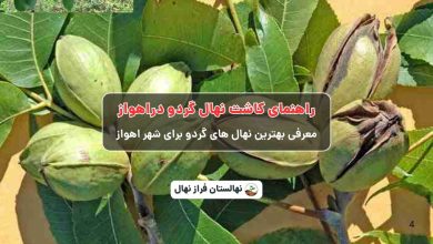 راهنمای خرید و کاشت نهال گردو در اهواز