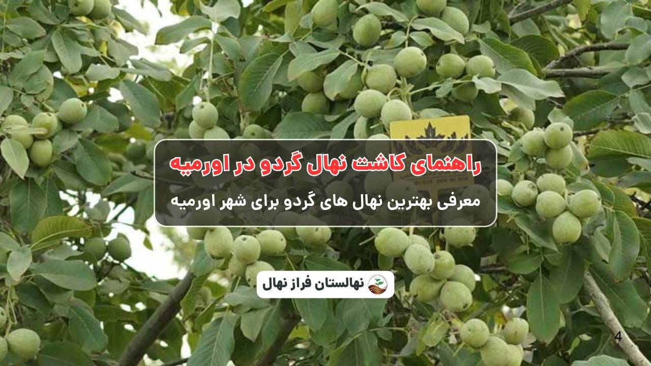 راهنمای خرید و کاشت نهال گردو در اورمیه