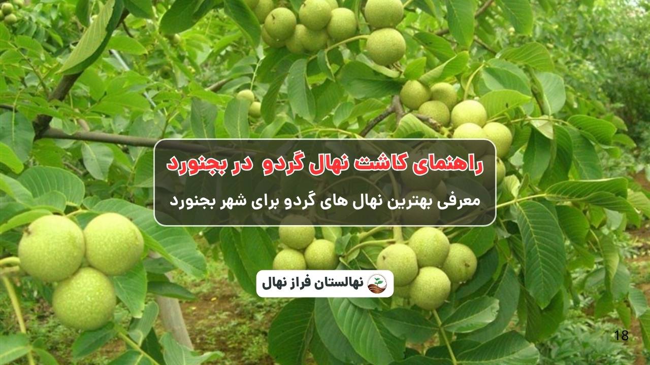 راهنمای خرید و کاشت نهال گردو در بجنورد