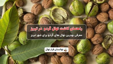 راهنمای خرید و کاشت نهال گردو در تبریز