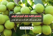 راهنمای خرید و کاشت نهال گردو در تهران