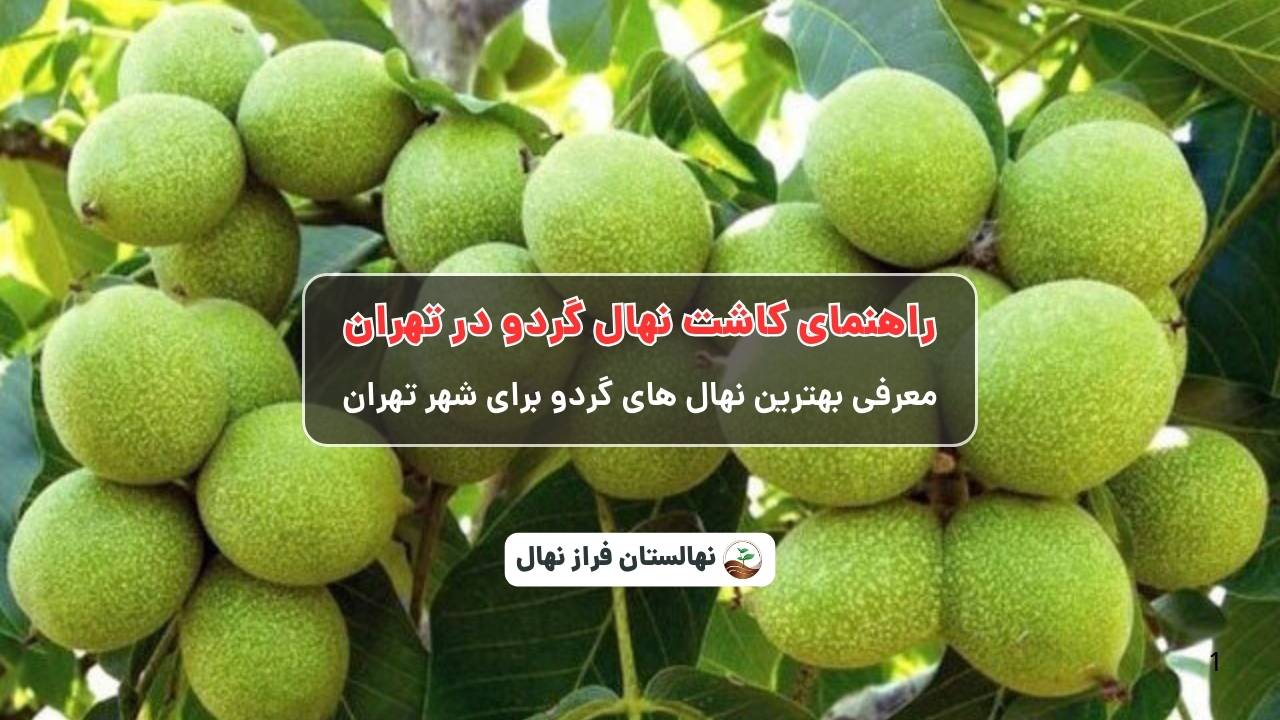 راهنمای خرید و کاشت نهال گردو در تهران