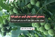 راهنمای خرید و کاشت نهال گردو در خرم آباد