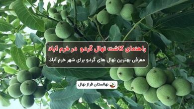 راهنمای خرید و کاشت نهال گردو در خرم آباد