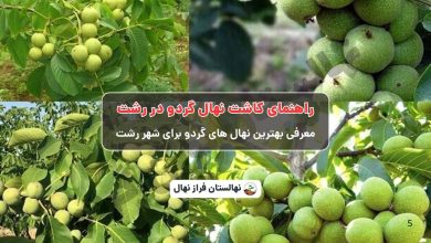 راهنمای خرید و کاشت نهال گردو در رشت