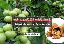 راهنمای خرید و کاشت نهال گردو در زنجان