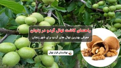 راهنمای خرید و کاشت نهال گردو در زنجان